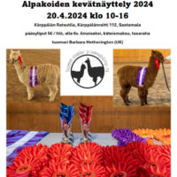 Alpakoiden kevätnäyttely 2024